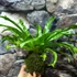Kép 4/7 - Asplenium Crissie kokedama