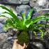 Kép 6/7 - Asplenium Crissie kokedama