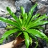 Kép 7/7 - Asplenium Crissie kokedama