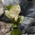 Kép 2/4 - Syngonium 'Neon robusta' kokedama