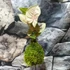 Kép 3/4 - Syngonium 'Neon robusta' kokedama