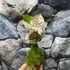Kép 4/4 - Syngonium 'Neon robusta' kokedama
