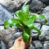 Kép 4/8 - Vriesea hieroglyphica kokedama