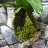 Kép 3/6 - Vriesea Gigantea 'Nova' kokedama