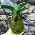 Kép 4/6 - Vriesea Gigantea 'Nova' kokedama