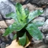 Kép 6/6 - Vriesea Gigantea 'Nova' kokedama