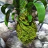 Kép 3/5 - Vriesea fenestralis hybrid kokedama