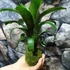 Kép 2/5 - Vriesea fenestralis hybrid kokedama