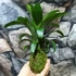 Kép 4/5 - Vriesea fenestralis hybrid kokedama