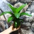 Kép 1/5 - Vriesea fenestralis hybrid kokedama