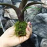 Kép 3/6 - Vriesea saundersii kokedama