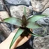 Kép 2/6 - Vriesea saundersii kokedama