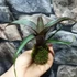 Kép 4/6 - Vriesea saundersii kokedama