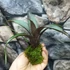 Kép 5/6 - Vriesea saundersii kokedama
