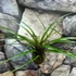 Kép 3/5 - Tillandsia cyanea kokedama