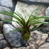 Kép 4/5 - Tillandsia cyanea kokedama