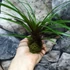 Kép 5/5 - Tillandsia cyanea kokedama