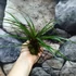 Kép 1/5 - Tillandsia cyanea kokedama