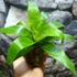 Kép 1/6 - Vriesea 'Ospinae Forest' kokedama