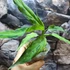 Kép 7/9 - Aglaonema pictum tricolor 'Star Spot'