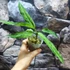 Kép 9/9 - Aglaonema pictum tricolor 'Star Spot'