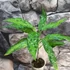 Kép 2/9 - Aglaonema pictum tricolor 'Star Spot'