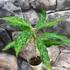 Kép 4/9 - Aglaonema pictum tricolor 'Star Spot'
