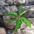 Kép 3/9 - Aglaonema pictum tricolor 'Star Spot'