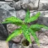 Kép 5/9 - Aglaonema pictum tricolor 'Star Spot'