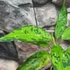 Kép 1/9 - Aglaonema pictum tricolor 'Star Spot'