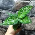 Kép 3/17 - Aglaonema pictum tricolor