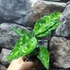 Kép 5/17 - Aglaonema pictum tricolor
