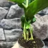 Kép 6/17 - Aglaonema pictum tricolor