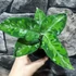 Kép 4/17 - Aglaonema pictum tricolor