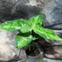 Kép 2/17 - Aglaonema pictum tricolor