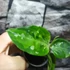 Kép 16/17 - Aglaonema pictum tricolor