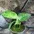 Kép 17/17 - Aglaonema pictum tricolor