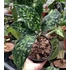 Kép 15/17 - Aglaonema pictum tricolor