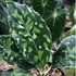 Kép 1/17 - Aglaonema pictum tricolor