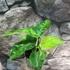 Kép 9/17 - Aglaonema pictum tricolor