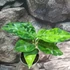 Kép 7/17 - Aglaonema pictum tricolor
