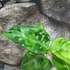 Kép 8/17 - Aglaonema pictum tricolor