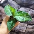 Kép 12/17 - Aglaonema pictum tricolor