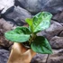 Kép 14/17 - Aglaonema pictum tricolor