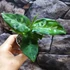 Kép 13/17 - Aglaonema pictum tricolor