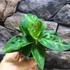 Kép 10/17 - Aglaonema pictum tricolor