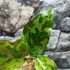 Kép 3/6 - Aglaonema 'Red Army'