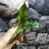 Kép 6/6 - Aglaonema 'Red Army'