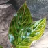 Kép 5/6 - Aglaonema 'Red Army'