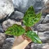 Kép 2/6 - Aglaonema 'Red Army'